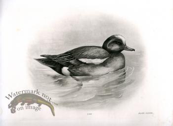 Bird 14   WIGEON